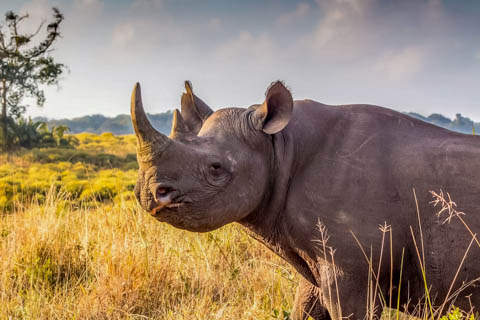 Tony Park - Books of Africa