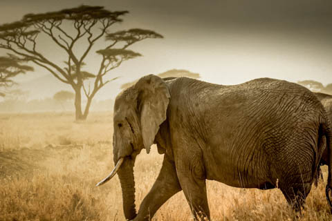 Tony Park - Safari & Ivory