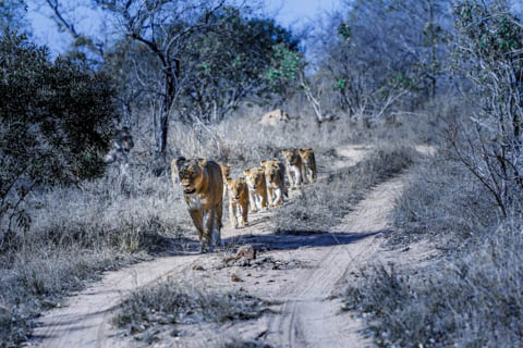 Tony Park - Books of Africa