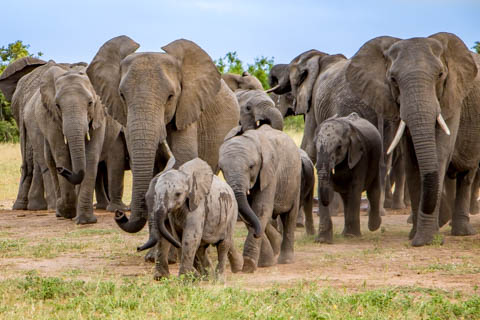 Tony Park - The Delta